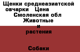Щенки среднеазиатской овчарки › Цена ­ 20 000 - Смоленская обл. Животные и растения » Собаки   . Смоленская обл.